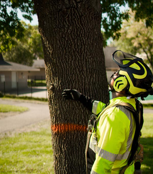 tree and stump removal